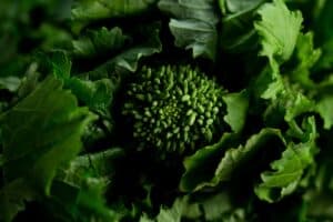 photo of broccoli rabe